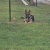 German shepherd pups