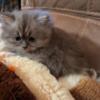 Lovable Persian CFA Registered Kitten