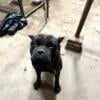 Rehoming for a family member Male Cane Corso