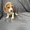 AKC Male Beagle Puppy (Blue Collar)