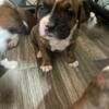 Boxer puppies males and females available