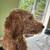Male golden doodle