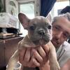 Frenchie Pups
