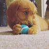 11 week female golden retriever puppy