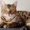 Bengal - Stunning boy, great personality