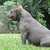 Pocket American Bully