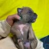 American Bully Puppies Available