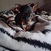 Rat Terrier/Manchester Terrier (Girl Black And Tan $250)