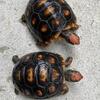 Cherryhead Redfoot tortoises