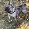 Female adult merle Frenchie looking for new home 