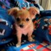 Chihuahua puppy for sale Milaca mn