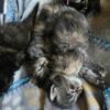 Mainecoone/Ragdoll Kittens