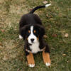 AKC Bernese Mountain Dog male puppy in Indiana
