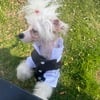 Chinese Crested Powder Puff