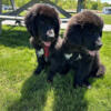 AKC NEWFOUNDLAND PUPPIES - ONLY 4 LEFT!