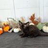 Devon Rex Christmas Kitten