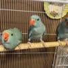 Indian Ringnecks for breeders 2023 hatched