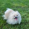 Pomeranian male for breeding