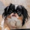 Japanese Chin Dogs Rehome