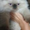 CFA Seal point Female Persian Kitten