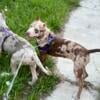 Beautiful chocolate,Merle female for sale needs a forever home