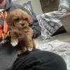 Cavapoo puppies for sale