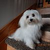 3 male Maltese for stud only