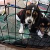 Bassett Hound Puppies