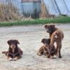 Standard Australian Shepherd males