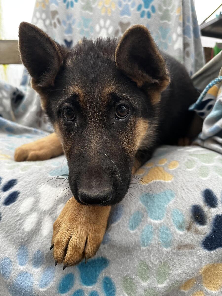 German shepherd puppies hot sale hoobly