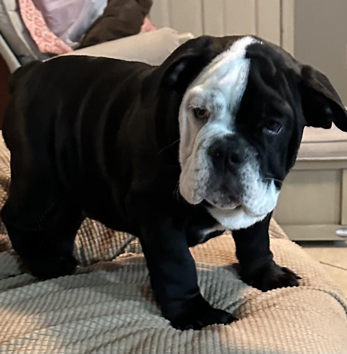 English bulldog puppies store hoobly