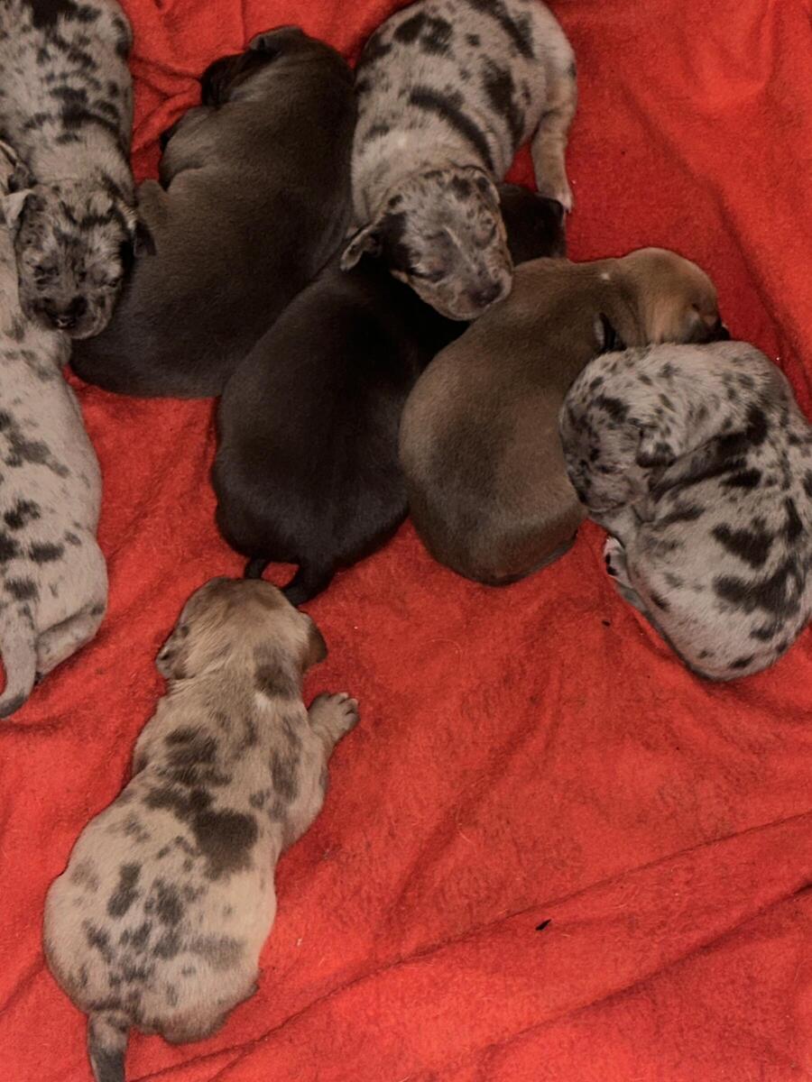 Puppies for sales sale hoobly