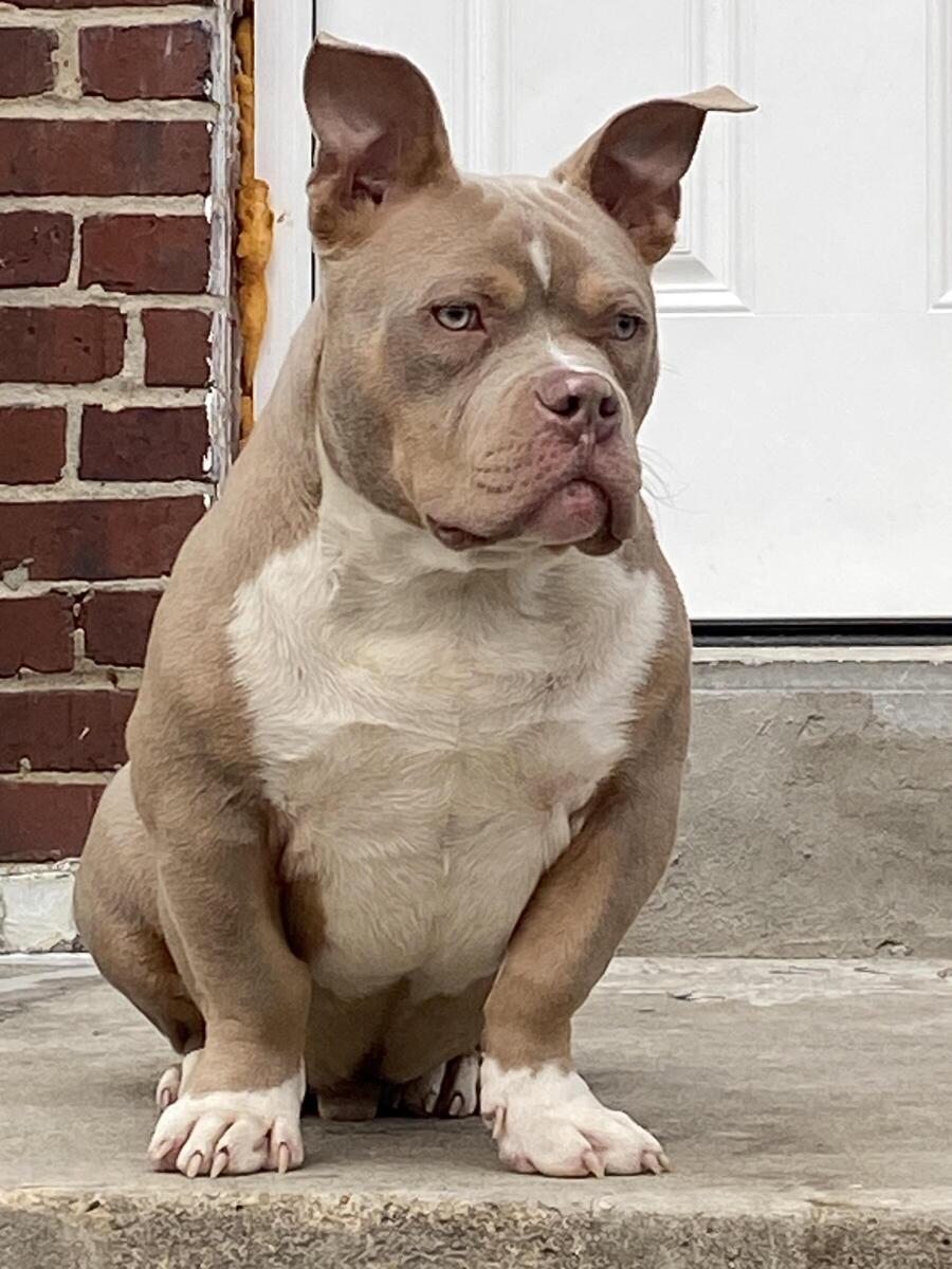 Lilac cheap tri bully