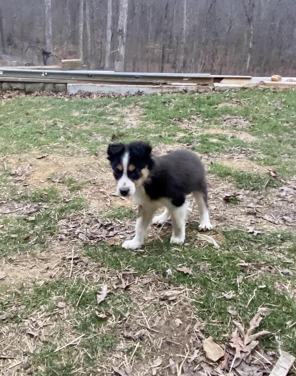 Hoobly hot sale border collie