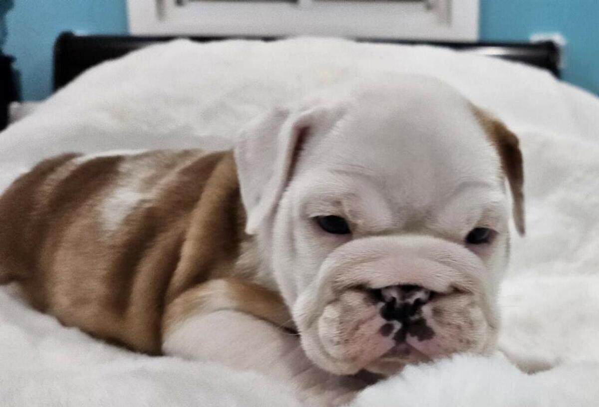 Hoobly english hot sale bulldog