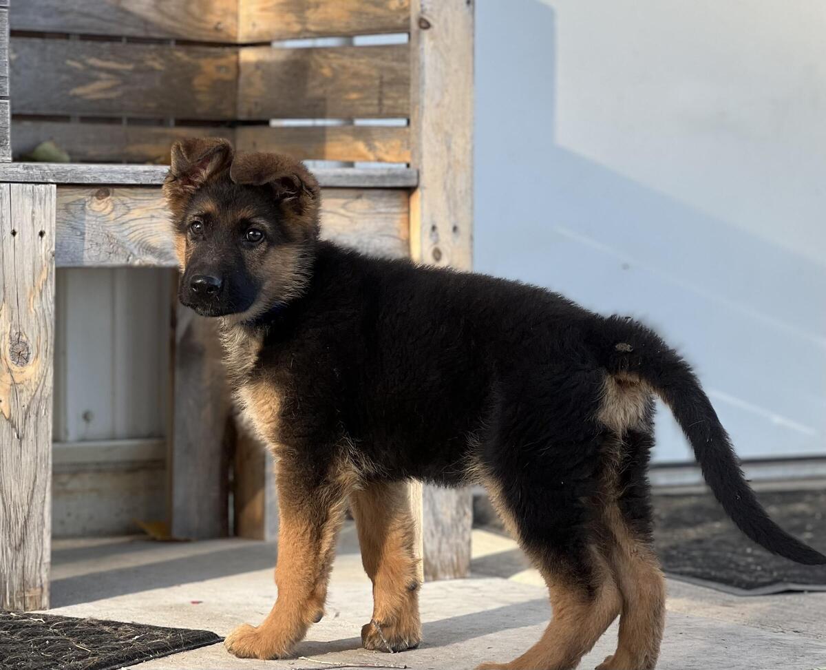 German shepherd puppies hot sale hoobly