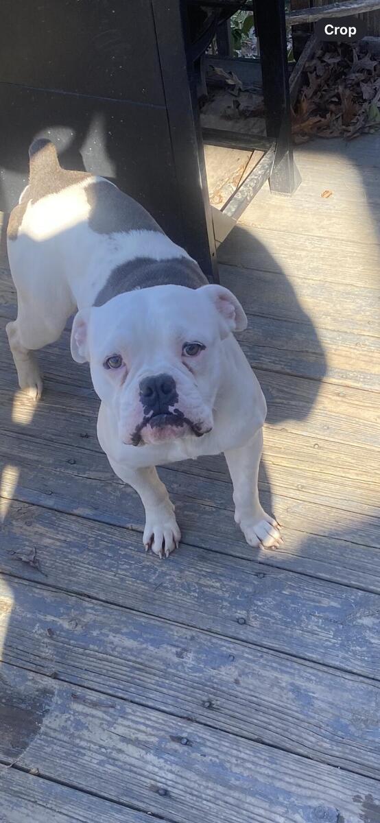 Hoobly olde best sale english bulldogge