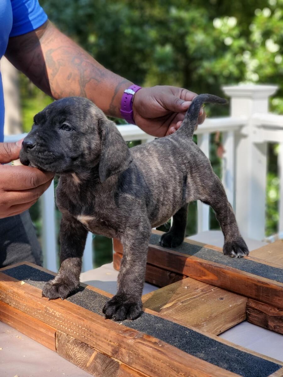 Hoobly sales presa canario