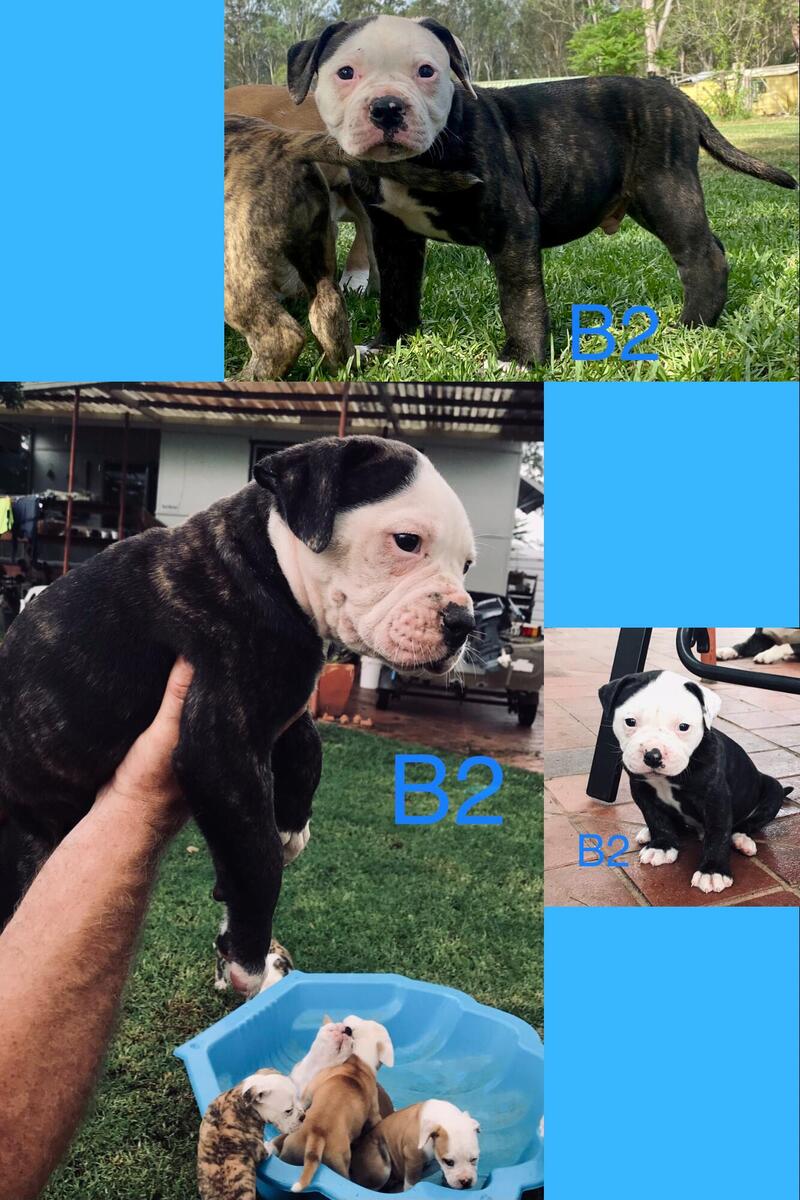 Hoobly best sale american bulldog