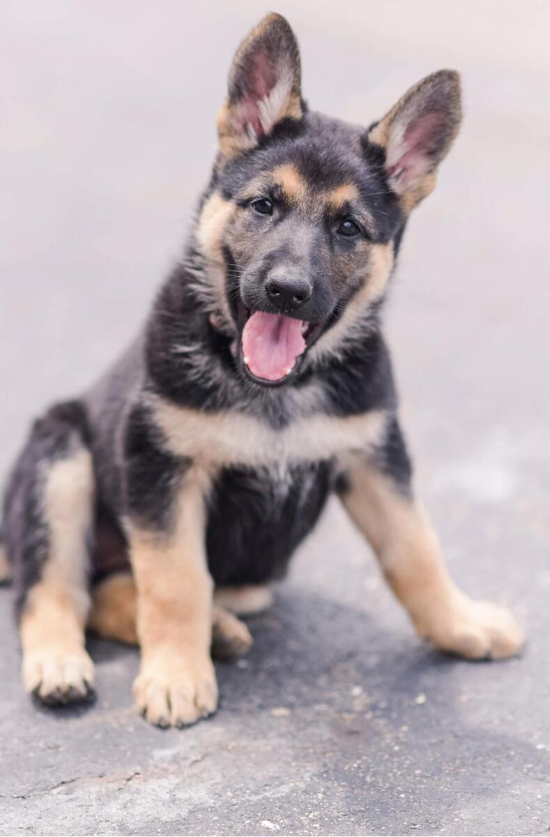 Hoobly best sale german shepherd