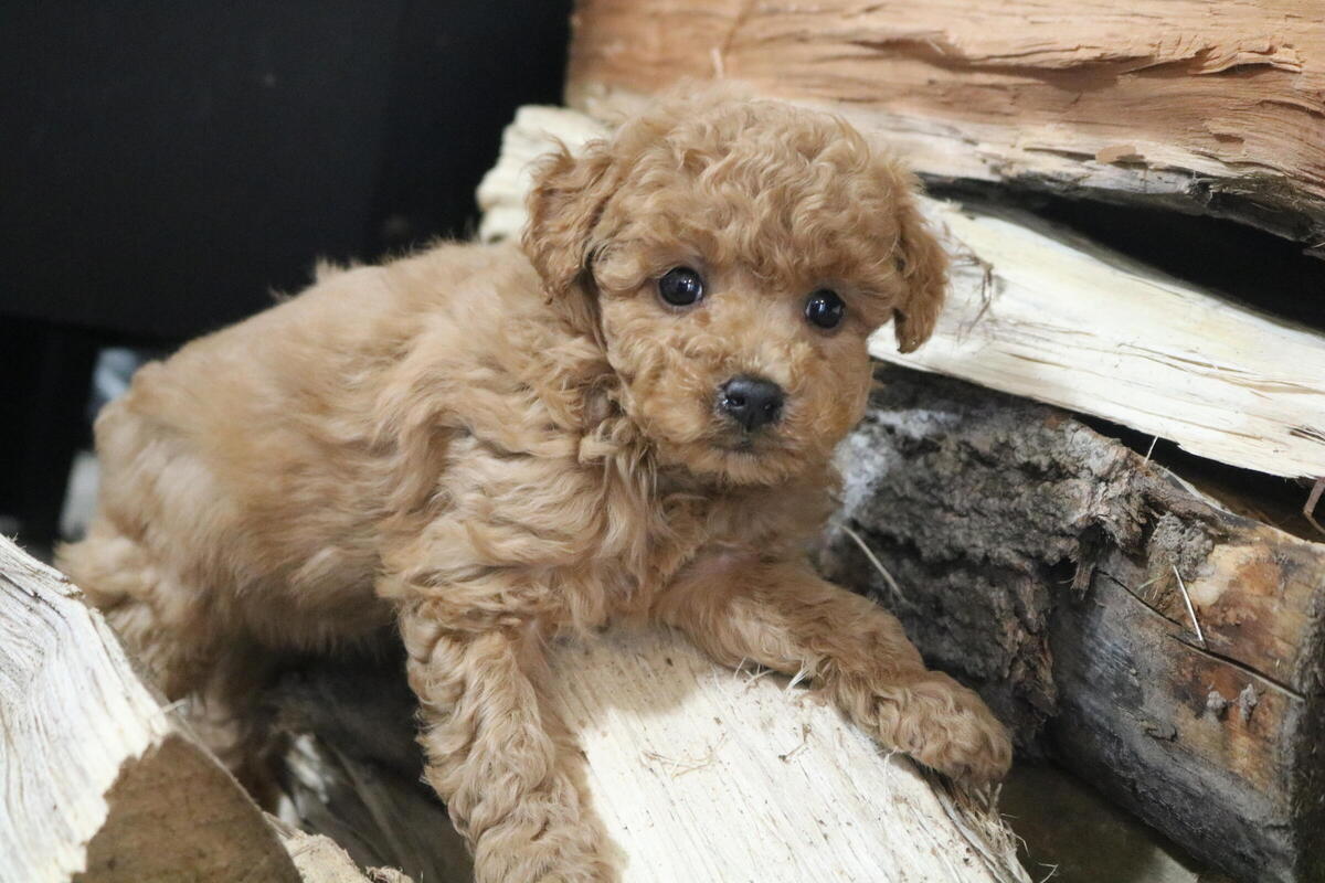 Hoobly toy outlet poodle