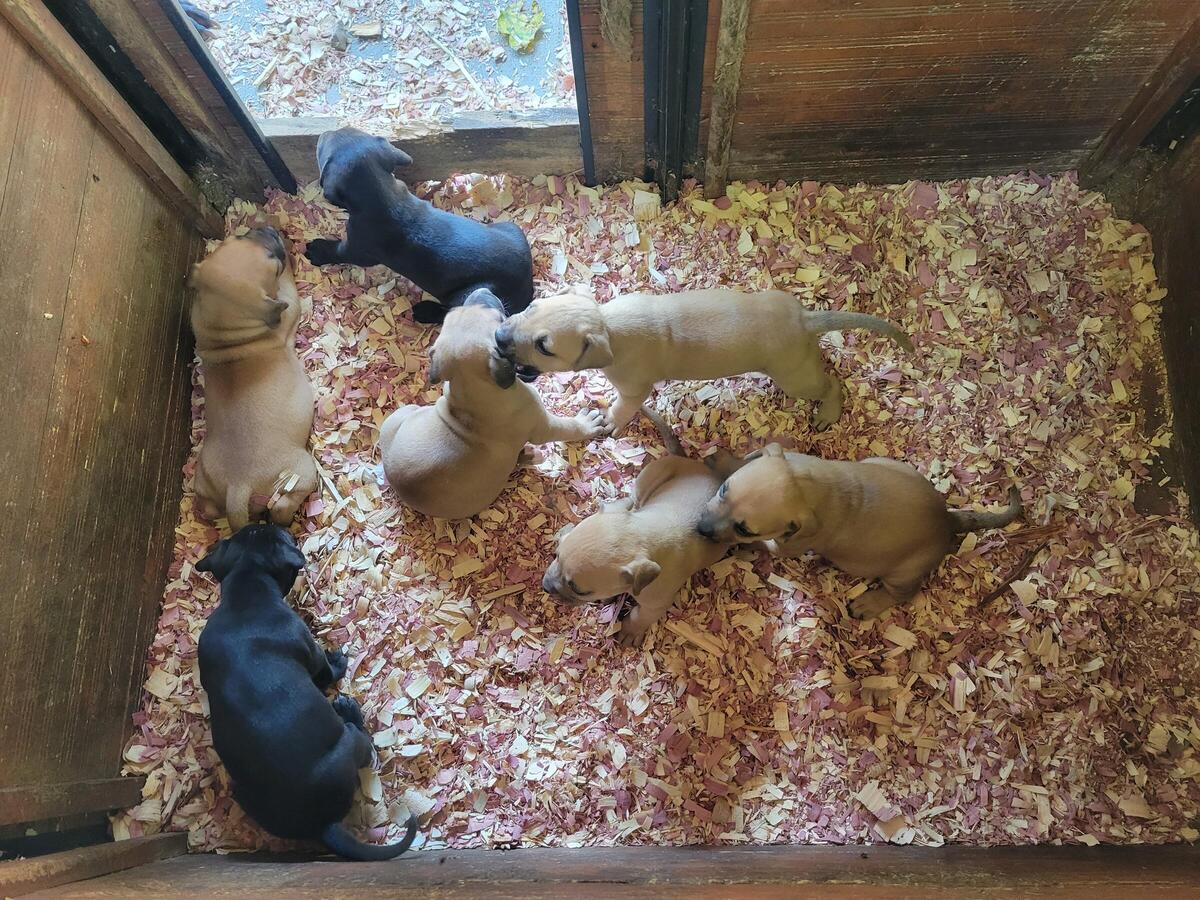 Boudreaux clemmons Bred Pitbull Pups For Sale in York