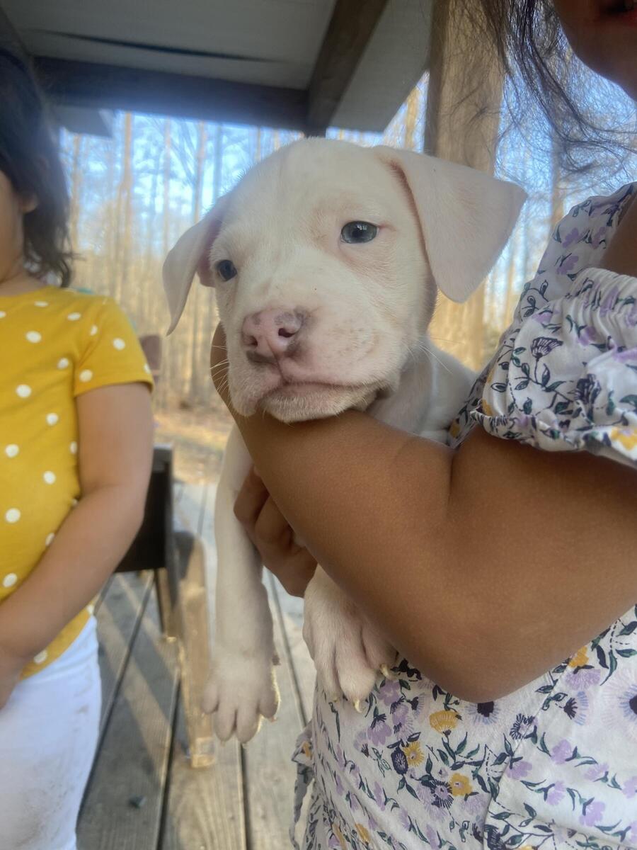 Hoobly pitbull hot sale puppies