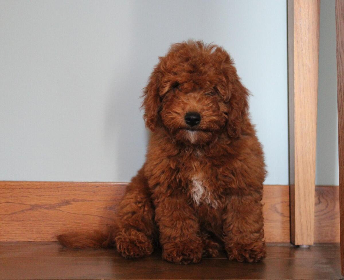 Hoobly goldendoodle sale