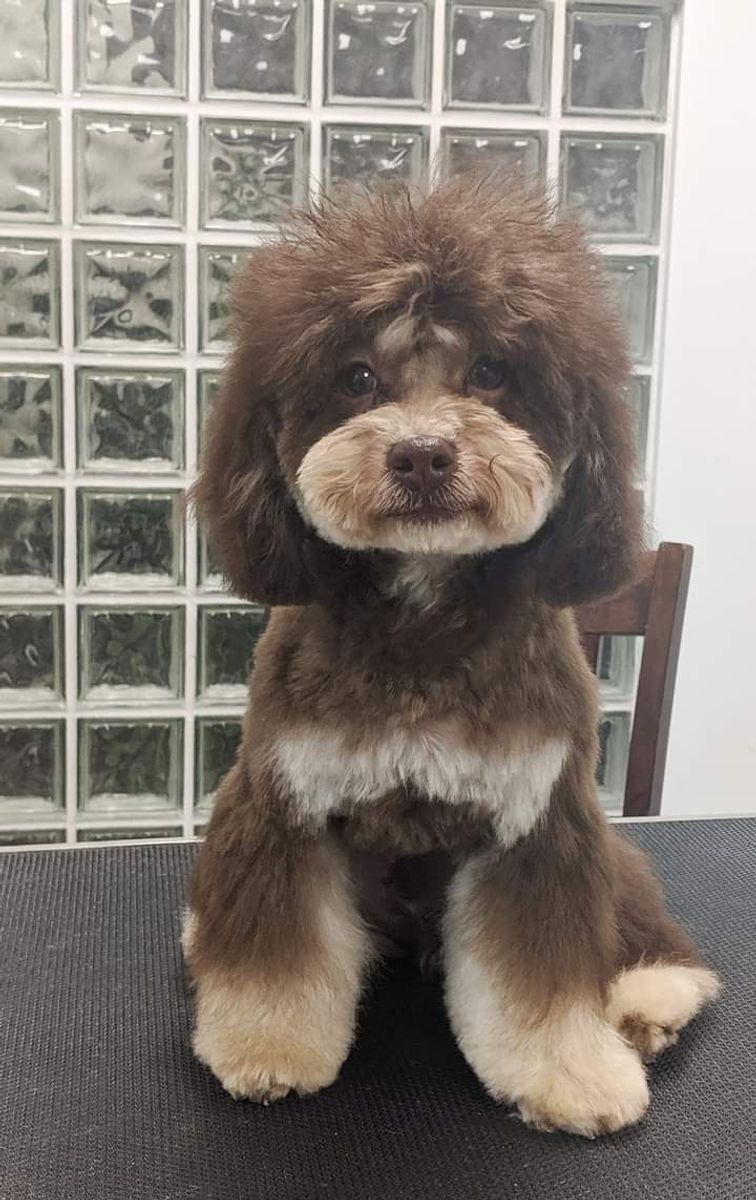 chocolate toy poodle stud