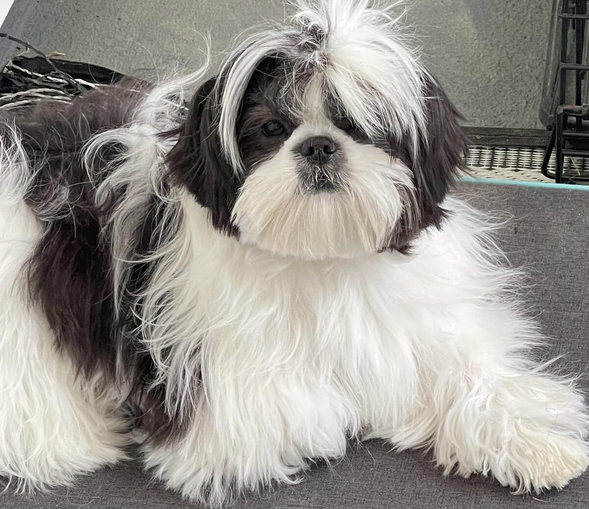 Hoobly best sale shih tzu