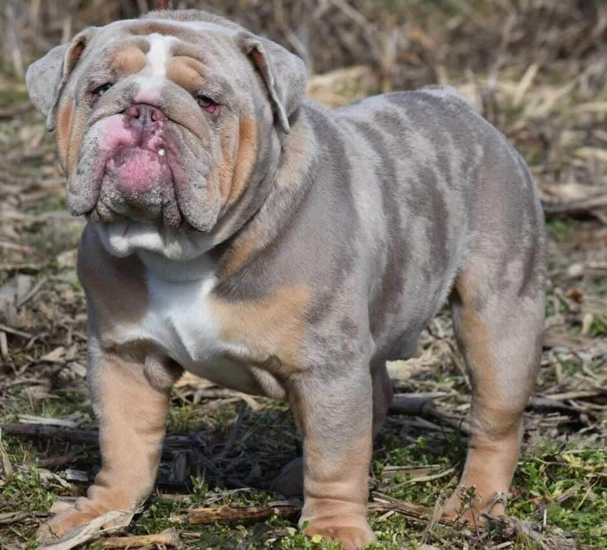 Lilac tri best sale merle bulldog