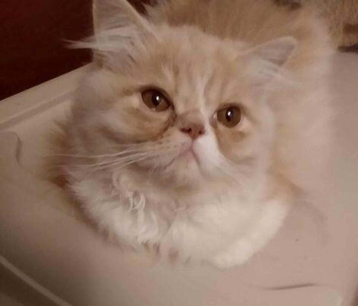 Hoobly kittens sale