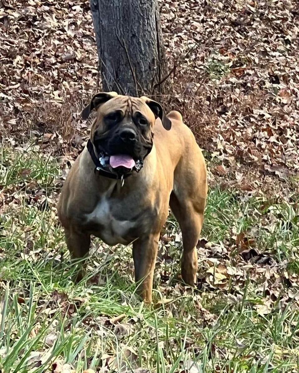 Boerboel hoobly store
