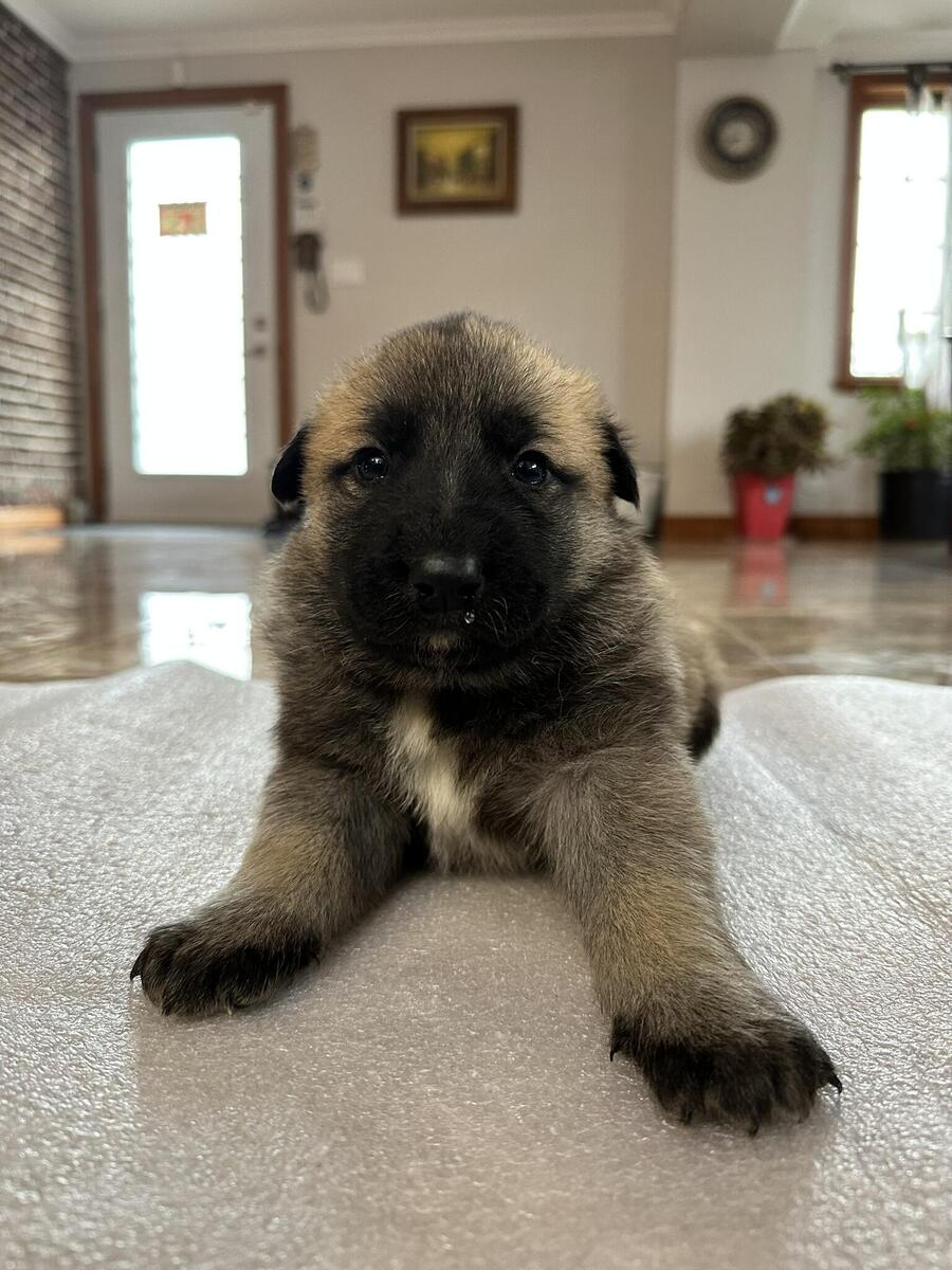 Husky best sale malinois puppies